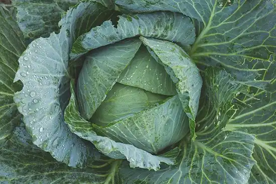 cabbage closeup