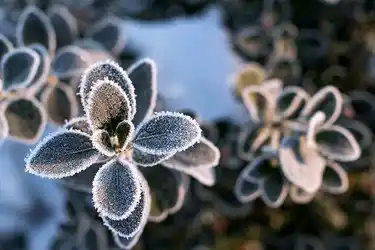 Winter Plant