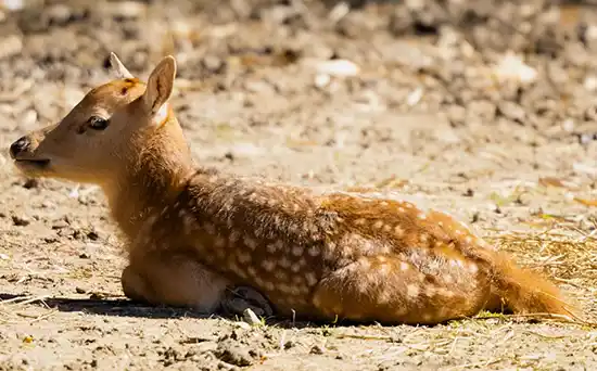 a rare Pere David’s Deer baby relaxing