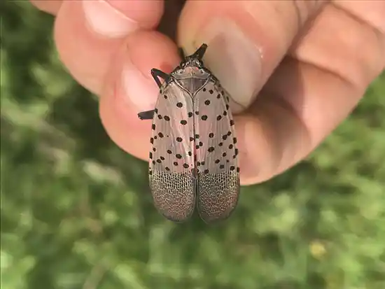 SpottedLanternfly