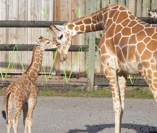 Baby Giraffe cuddling with mama Giraffe