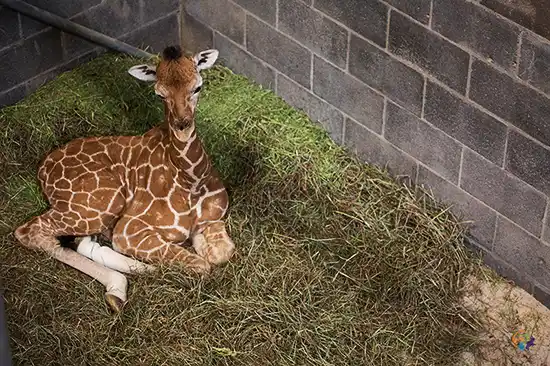 relaxing baby giraffe