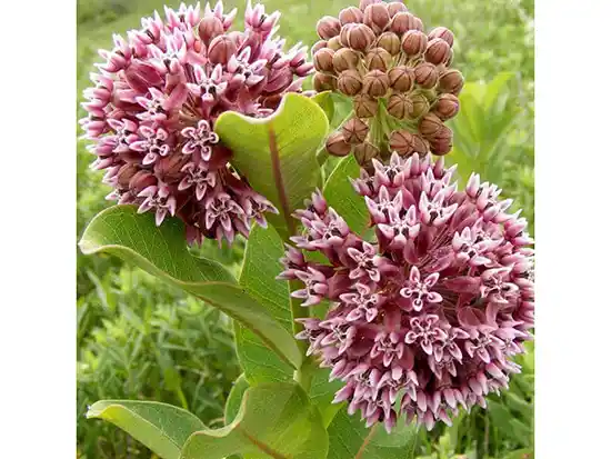  milkweed 
