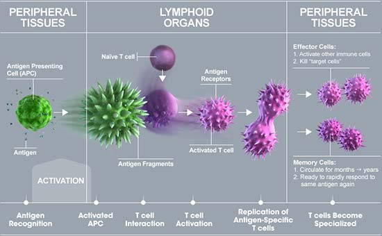  t_cells