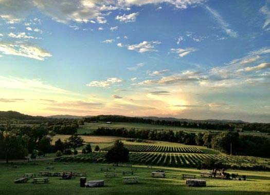 vineyards