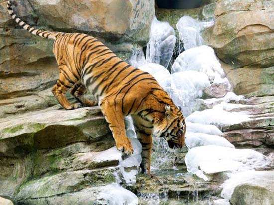 drinking tiger in rocky enviroment