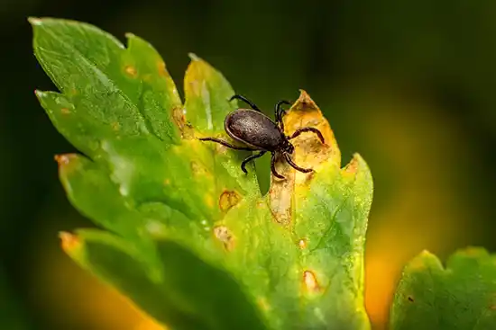 tick