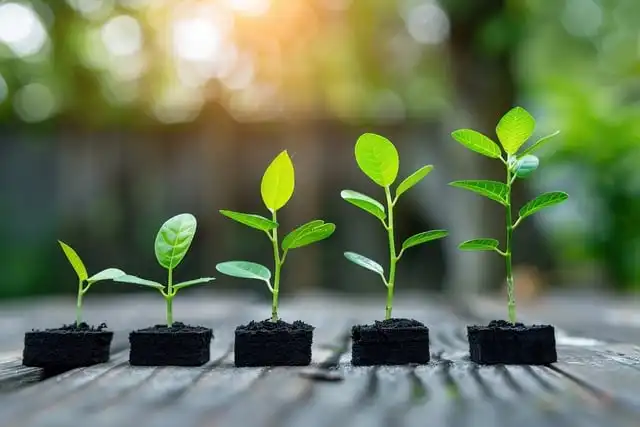 Tree Seedlings 